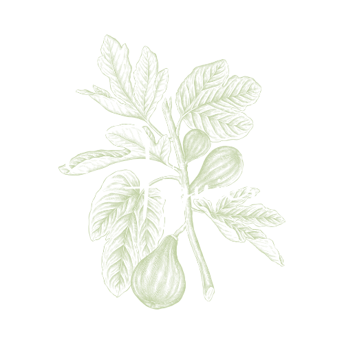 Le Figuier